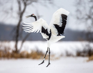 Wall Mural - Japanese crane performs mating dance in the snow. Jumps high. Japan. Hokkaido. Tsurui.