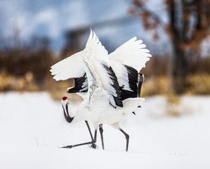 Wall Mural - Two Japanese Cranes are dancing on the snow. Japan. Hokkaido. Tsurui. 