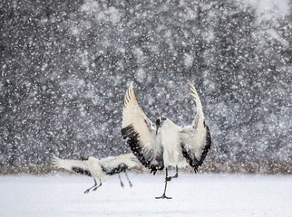 Wall Mural - Japanese crane is standing in the snow and spread its wings in snow snowstorm. Japan. Hokkaido. Tsurui.