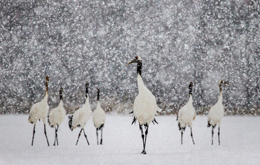 Wall Mural - Group of Japanese cranes are walking in snow snowstorm. Japan. Hokkaido. Tsurui. 