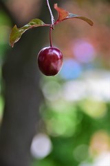 Poster - cherries on a branch