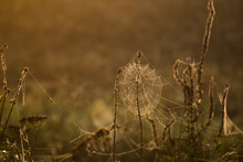 Cobweb In Morning Dew. Spinneweb In Dauw