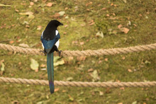 Ekster Zit Op Touw, Magpie Sitting On A Rope