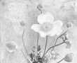 Bright high key monochrome white autumn anemone wtih many buds macro,concrete gray stone background,detailed texture,fine art still life vintage painting style
