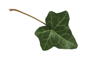 Wall Mural - ivy leaf on white