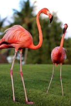Pink Flamingo In The Zoo Water Exotic  Tropical Sky Beautiful Live Love Nature 