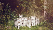 group of cute puppy alaskan malamute run on grass garden