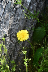 Wall Mural - Dandelion by a Log