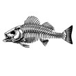 Bass fish skeleton monochrome concept