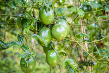 Passion Fruit From Tropical Plantations