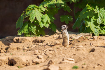 Meerkat - Suricata suricatta in a group in its natural habitat plays in a group.