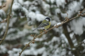 Vögel im Winter: Meise