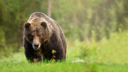 rough brown bear, ursus arctos, male approaching on meadow with green grass from front view. attenti