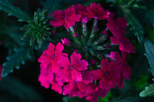 Vibrant Hot Pink Verbena Flowers And Flower Buds Macro, Dramatic Vivid Colors, Blurred Background And Atmospheric Mood With Shadows And Light Contrast