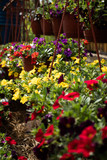 Fototapeta Storczyk - Flower: Multicolored caliberhoa
blooms in the garden.