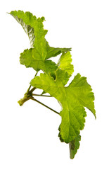 Wall Mural - Green leaves of a currant bush isolated on a white background. Sprouts.