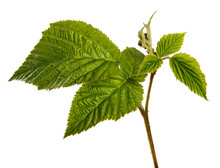 Young Raspberry Bush Sprouts Isolated On A White Background, Closeup.