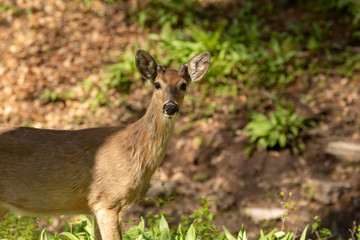 Wall Mural - white-tailed deer in spring forest.