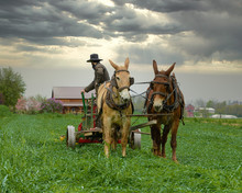 Amish Man Wearing A Traditional Hat In A Plow Being Pulled By Two Horses With Dark Clouds In The Sky.
