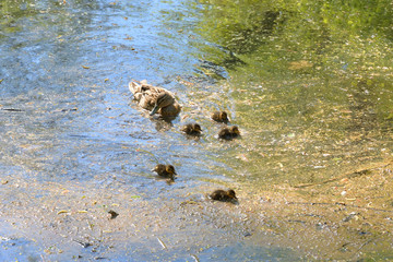 Sticker - Duck with ducklings.