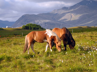 Canvas Print - Island-Ponys