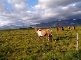 Canvas Print - Island-Ponys