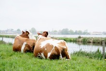 Two Cows Lying Down At Riverbank