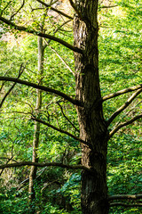 Wall Mural - Forest, big tree trunk