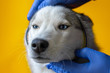 Wearing an antiparasitic collar on a husky dog by a veterinarian in sterile gloves. Pet care. Prevention of encephalitis in veterinary hospitals.