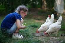 Young Girl Feeds Chickens And Cares For Animals, Agriculture