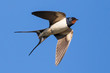 Portrait of a flying barn swallow (rustica hirundo) in front of blue background in germany