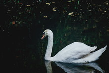 Swan Floating On Water