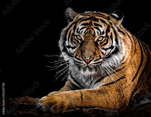 Fotografía portrait of a bengal tiger