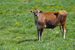 © Jacques Durocher - animal farm brown cow in field portrait dairy product agriculture