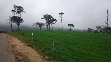 landscape with a tree in the morning