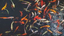 Toned Image Of Koi Carp Fishes Swimming In Pond At Asian Traditional Garden