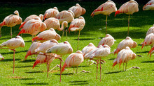 Pink Flamingo Birds Standing On The Grass At Park