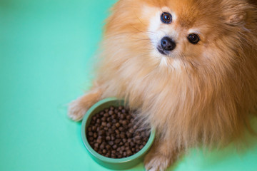 Cute Pomeranian Spitz is eating. Pet dry food in a ceramic green bowl on pastel green background with dog paws, fluffy legs. Dog or puppy food. Healthy pet nutrition. Meal, dinner of the dog.