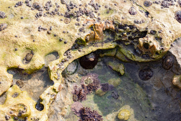 Natural texture, barnacle and oyster shells embedded on a rock on the beach, abstract background