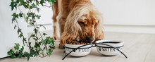 English Cocker Spaniel Dog Eating Food From Ceramic Bowl