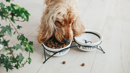 English cocker spaniel dog eating food from ceramic bowl