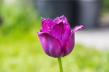 A Purple Rose Flower Growing In A Home Garden.