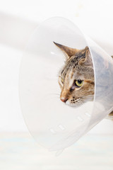 Wall Mural - Tabby cat with elizabethan collar on white background