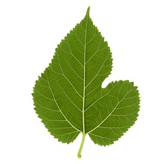 Poster - white mulberry tree (Morus alba) leaf isolated over white