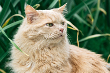 Beautiful persian cat in the grass in summer