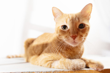 Yellow cat looking at camera on white background