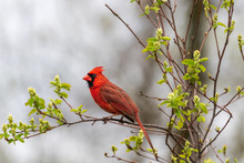 Northern Cardinal Perched On Budding Serviceberry Tree