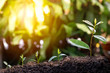 © otello-stpdc - Agriculture and plant grow sequence with morning sunlight and dark green blur background. Germinating seedling grow step sprout growing from seed. Nature ecology and growth concept with copy space.