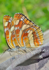 Canvas Print - Butterfly (Neptis thisbe) 8