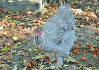 Wall Mural - Grey cock